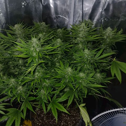Special Skunk - Bulk seed bank growlog timeline photo