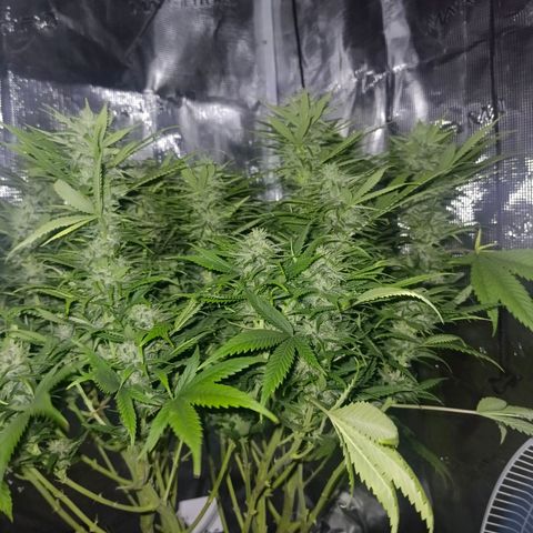 Special Skunk - Bulk seed bank growlog timeline photo