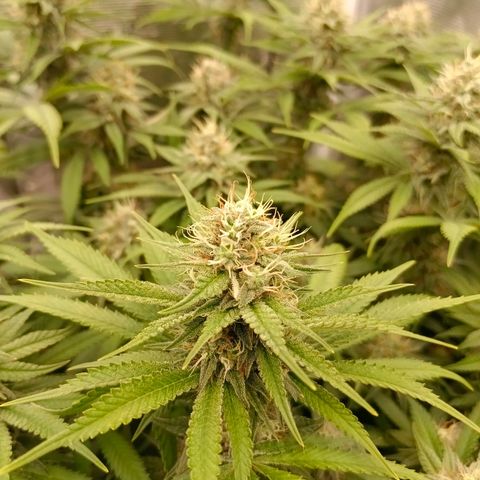 Mimosa x Orange Punch #1 growlog timeline photo