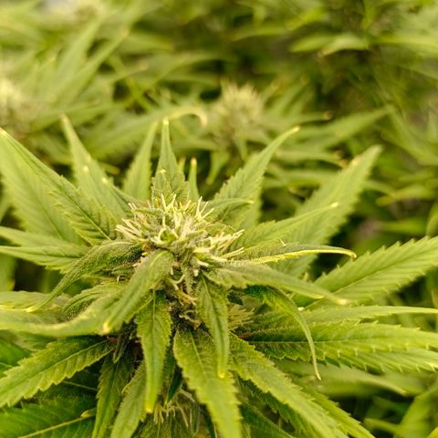 Special Skunk - Bulk seed bank growlog timeline photo