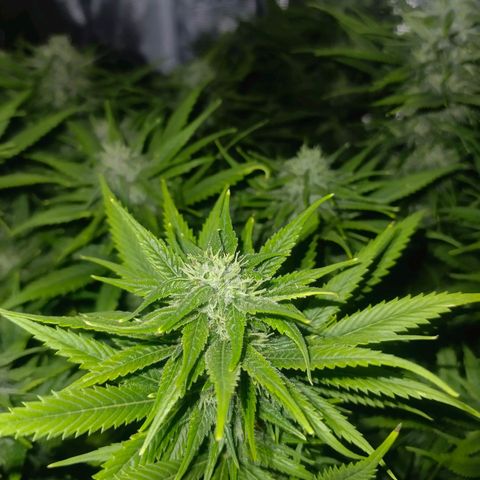 Special Skunk - Bulk seed bank growlog timeline photo