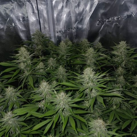 Mimosa x Orange Punch #1 growlog timeline photo