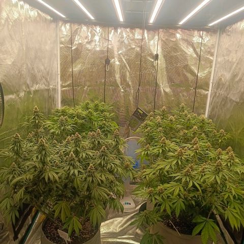 Bruce Banner #5 growlog timeline photo