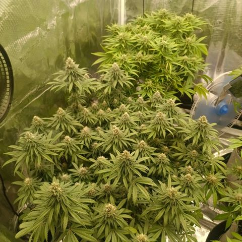 Bruce Banner #5 growlog timeline photo