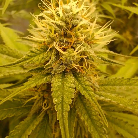 Mimosa x Orange Punch #1 growlog timeline photo