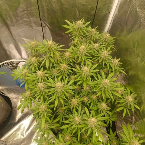 Mimosa x Orange Punch #1 growlog timeline photo
