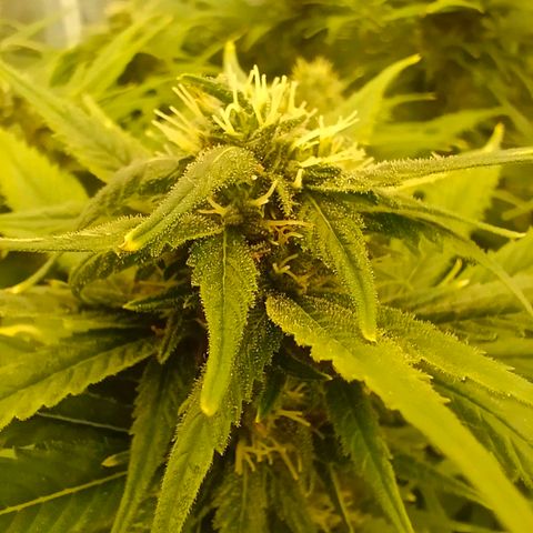 Special Skunk - Bulk seed bank growlog timeline photo
