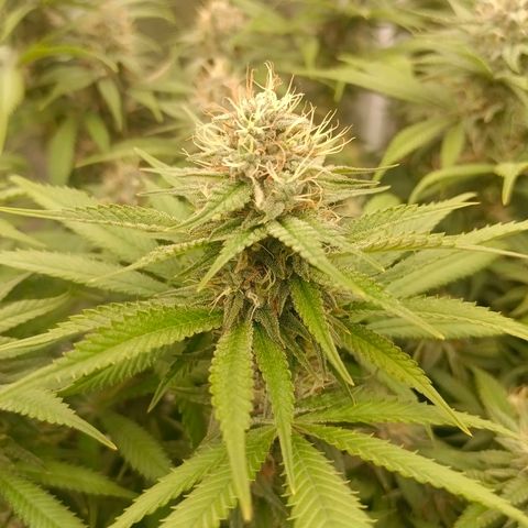 Mimosa x Orange Punch #1 growlog timeline photo