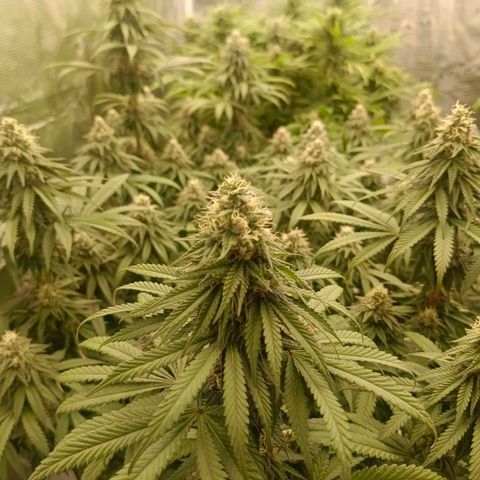 Bruce Banner #5 growlog timeline photo