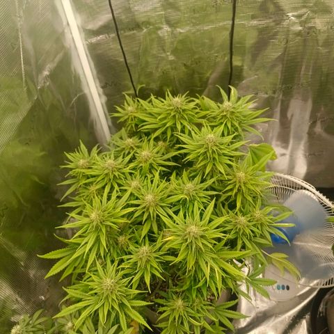 Special Skunk - Bulk seed bank growlog timeline photo