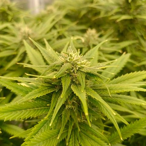 Special Skunk - Bulk seed bank growlog timeline photo