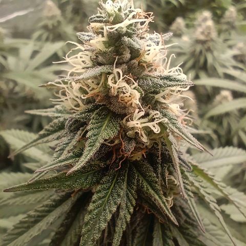 Bruce Banner #5 growlog timeline photo
