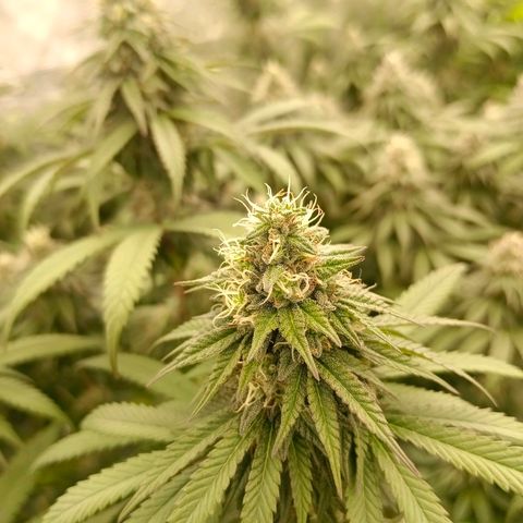 Bruce Banner #5 growlog timeline photo