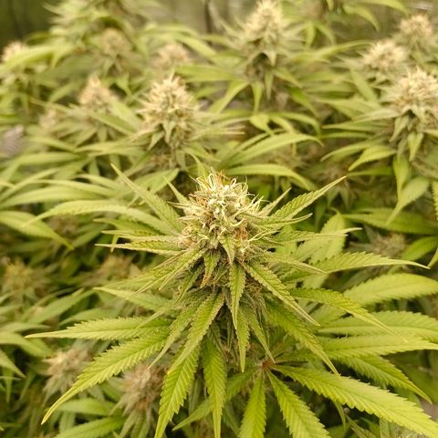 Mimosa x Orange Punch #1 growlog timeline photo