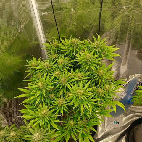 Special Skunk - Bulk seed bank growlog timeline photo