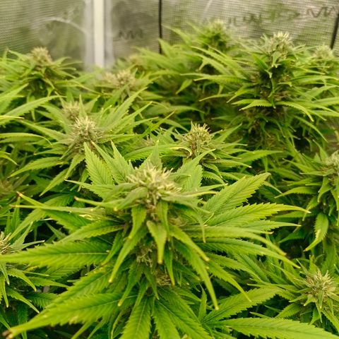 Special Skunk - Bulk seed bank growlog timeline photo