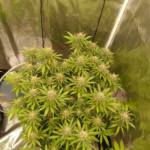 Mimosa x Orange Punch #1 growlog timeline photo