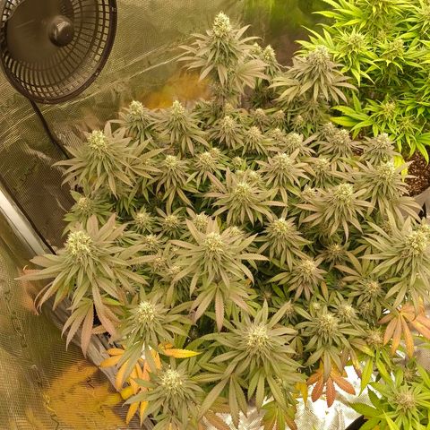 Bruce Banner #5 growlog timeline photo