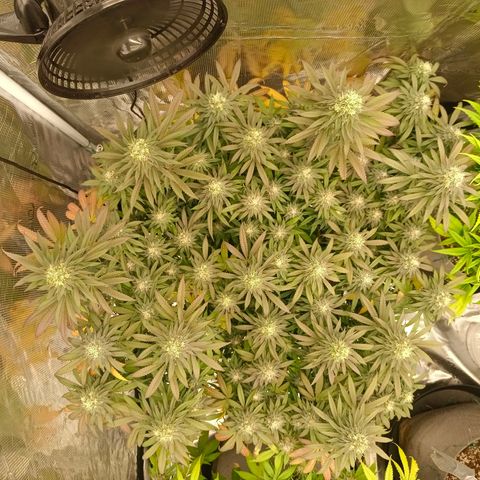 Bruce Banner #5 growlog timeline photo