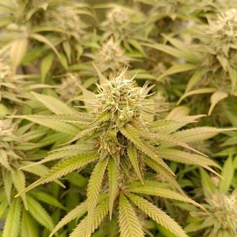 Mimosa x Orange Punch #1 growlog timeline photo