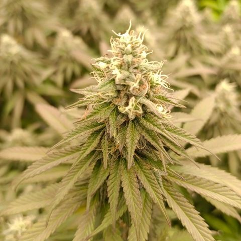 Bruce Banner #5 growlog timeline photo