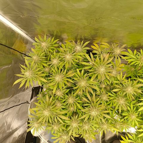 Mimosa x Orange Punch #1 growlog timeline photo