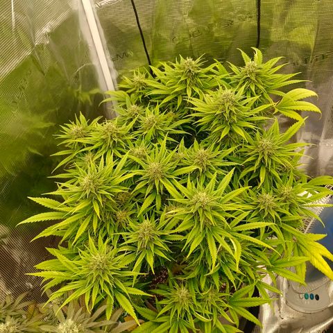 Special Skunk - Bulk seed bank growlog timeline photo