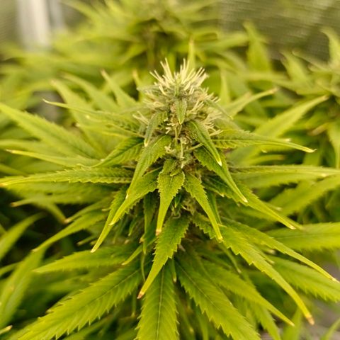 Special Skunk - Bulk seed bank growlog timeline photo