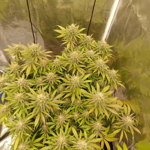 Mimosa x Orange Punch #1 growlog timeline photo
