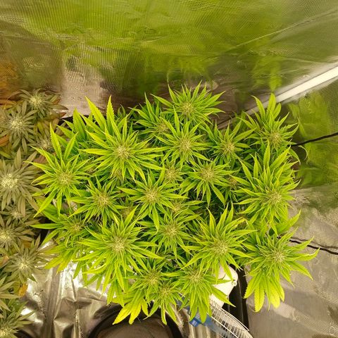 Special Skunk - Bulk seed bank growlog timeline photo