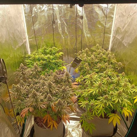 Bruce Banner #5 growlog timeline photo