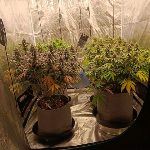 Bruce Banner #5 growlog timeline photo