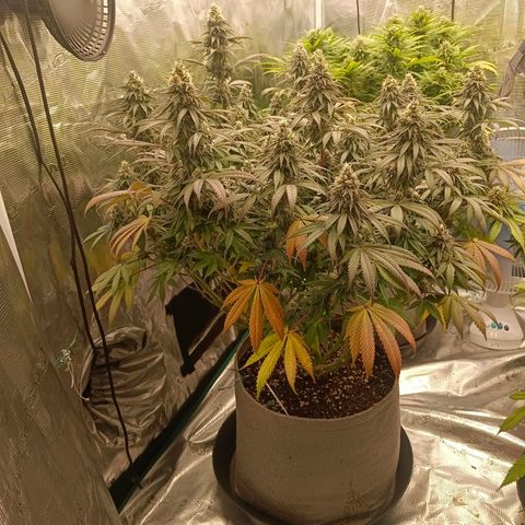 Bruce Banner #5 growlog timeline photo