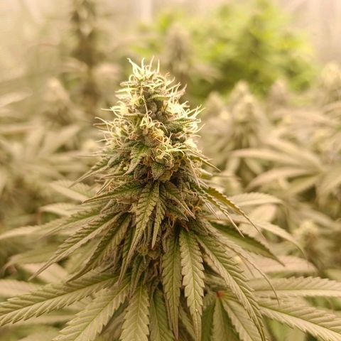 Bruce Banner #5 growlog timeline photo
