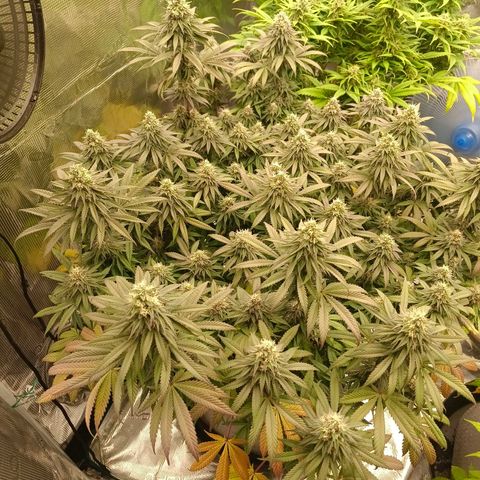 Bruce Banner #5 growlog timeline photo