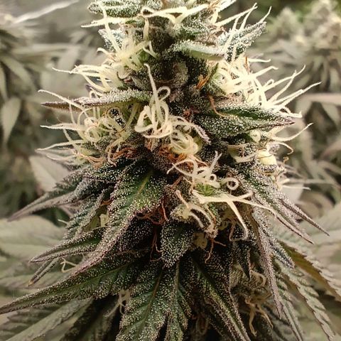 Bruce Banner #5 growlog timeline photo