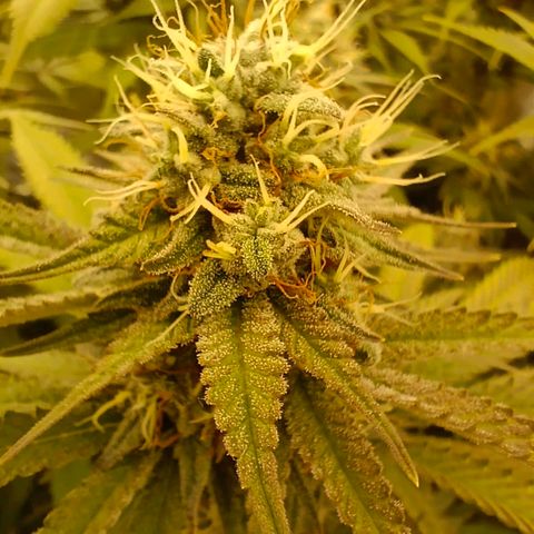 Mimosa x Orange Punch #1 growlog timeline photo