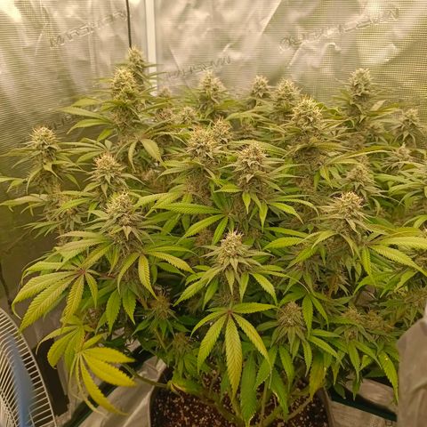 Mimosa x Orange Punch #1 growlog timeline photo