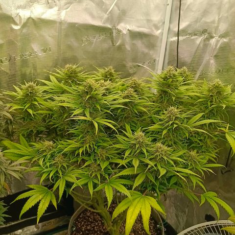 Special Skunk - Bulk seed bank growlog timeline photo