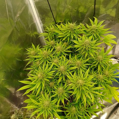 Special Skunk - Bulk seed bank growlog timeline photo