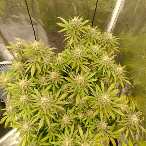 Mimosa x Orange Punch #1 growlog timeline photo