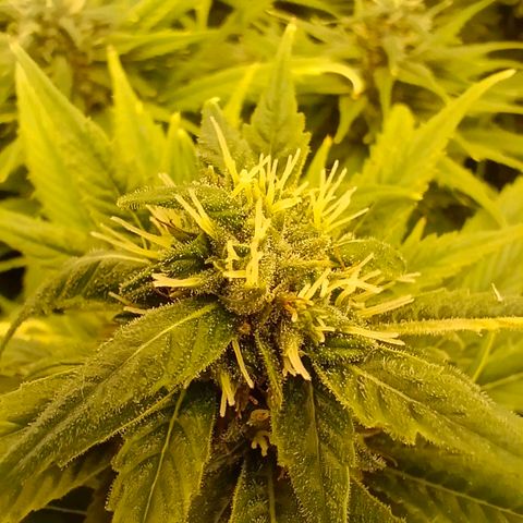 Special Skunk - Bulk seed bank growlog timeline photo