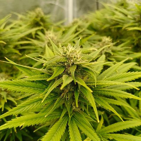 Special Skunk - Bulk seed bank growlog timeline photo