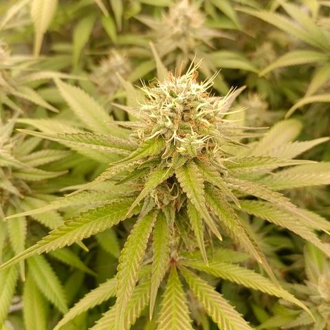 Mimosa x Orange Punch #1 growlog timeline photo