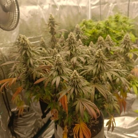 Bruce Banner #5 growlog timeline photo