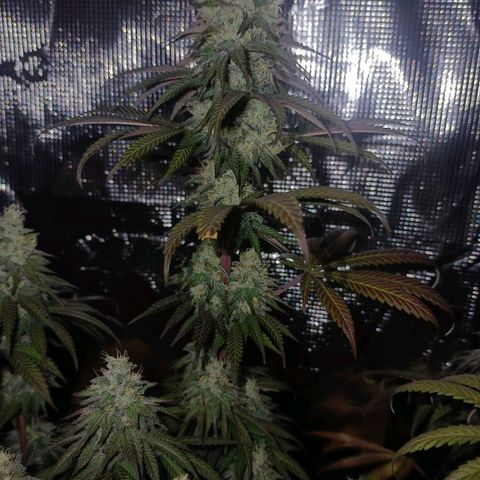 Bruce Banner #5 growlog timeline photo