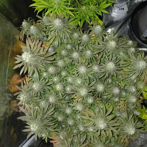 Bruce Banner #5 growlog timeline photo