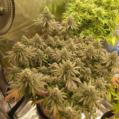 Bruce Banner #5 growlog timeline photo