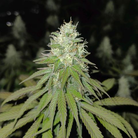 Bruce Banner #5 growlog timeline photo