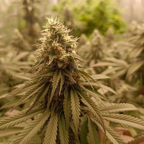 Bruce Banner #5 growlog timeline photo